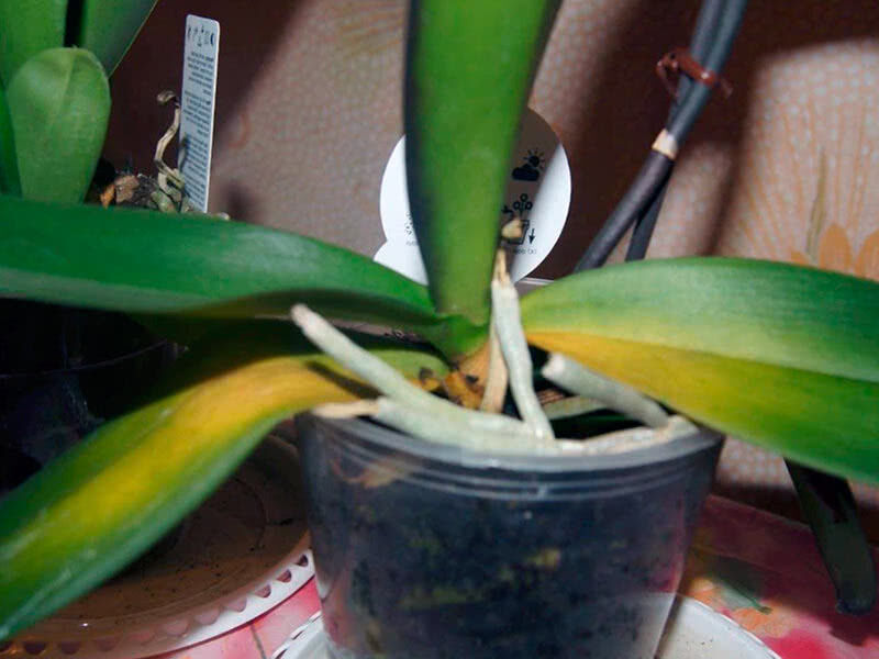 Функциональный хлороз орхидеи