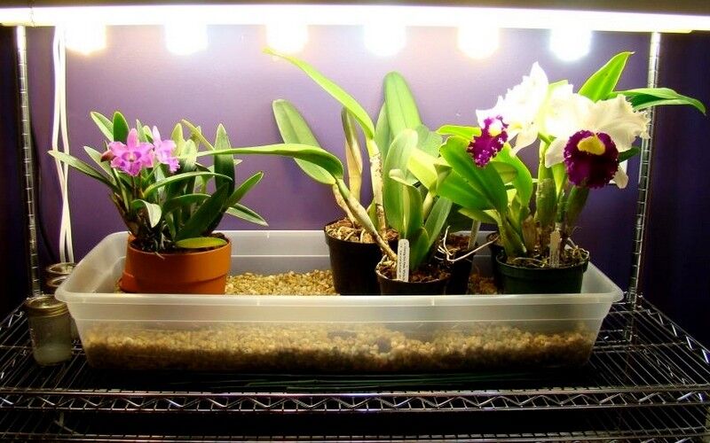 Правильное освещение для орхидеи