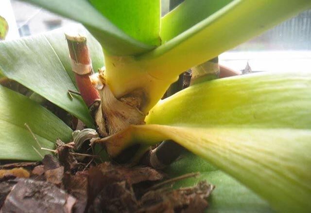 Признак избытка кальция орхидеи