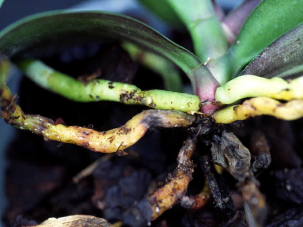 Фузариозная гниль на корнях орхидеи
