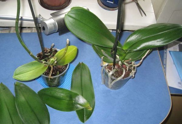 Орхидеи с опавшими листьями