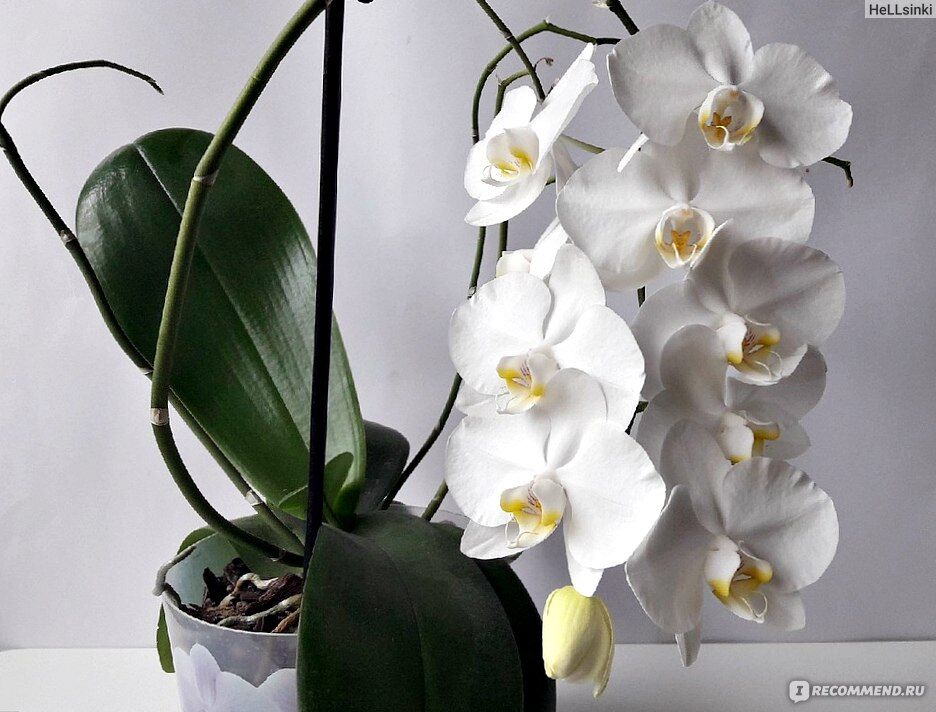 Как выглядят листья у орхидеи