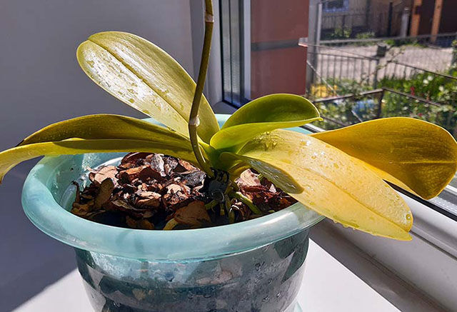 Пример орхидеи которая не растет