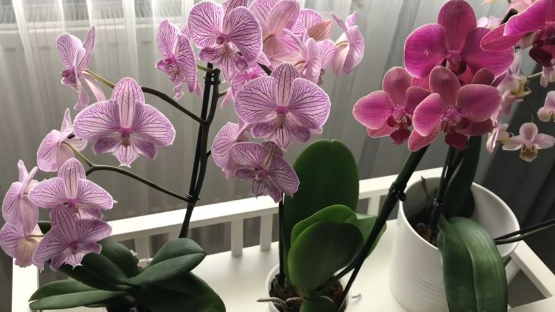 Орхидеи в зале