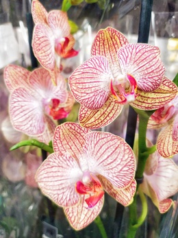 Самые любопытные факты об орхидеях!