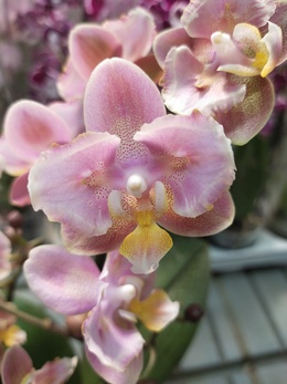 Редкие орхидеи в наличии!