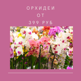 Орхидеи от 399 рублей!