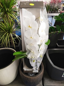 Орхидеи Формидабло - изысканный белый водопад!