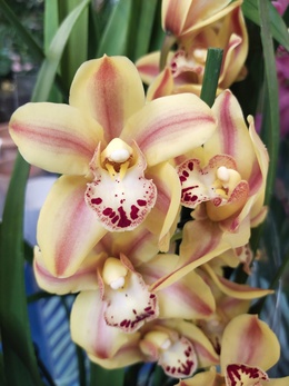 Цимбидиум — «Король орхидей»