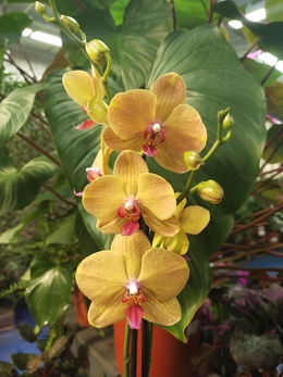 Почему орхидея быстро отцветает?