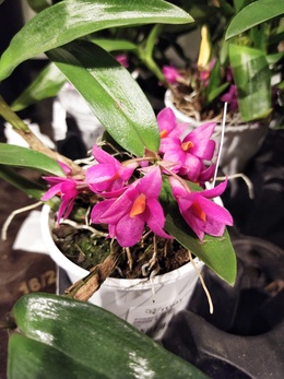 Компактная орхидея на вашем подоконнике - Дендробиум Хибики.