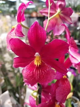 Сложный гибрид – орхидея Буррагеара.