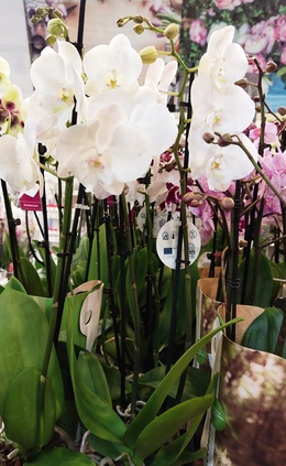 Акция! Белые орхидеи - 368 рублей!