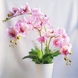 Размножение Орхидеи фаленопсис детками в домашних условиях.