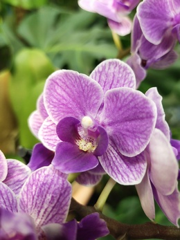 Орхидеи мультифлора от "Opti-flor"