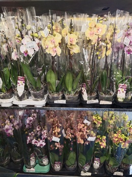 Покупайте орхидеи только в специализированных магазинах!