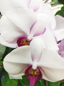 Весна - время пересадки орхидей! Кашпо, грунты и удобрения для ваших орхидей.