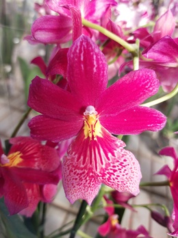 Советы для успешной пересадки орхидей