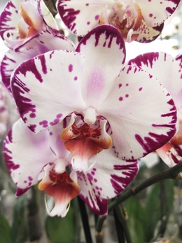 Орхидея фаленопсис Magic Art - удивительный гибрид с необычными цветами.