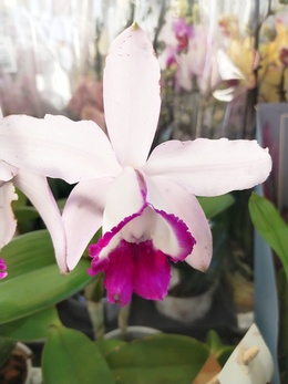 Орхидея Каттлея – редкая и всегда востребованная!