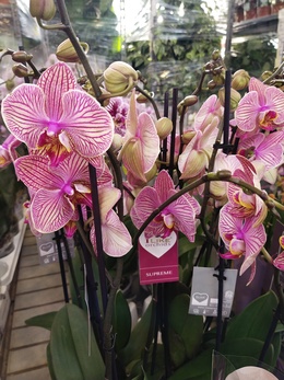 Большая распродажа сортовых орхидей! Скидки до 70%!