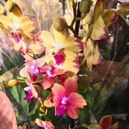 Свежие и роскошные орхидеи каждую неделю!
