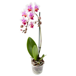 🌺 Дарите красоту в День Матери с Купи-Орхидею.рф! 🌸