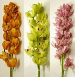Покупка орхидеи с доставкой из-за границы: плюсы и минусы. Подробности внутри.