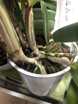 Как поливать орхидею фаленопсис в горшке в домашних условиях?