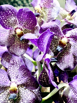 Ванда - королева орхидей