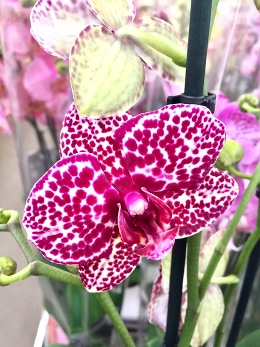Фаленопсис – «орхидея для начинающих»