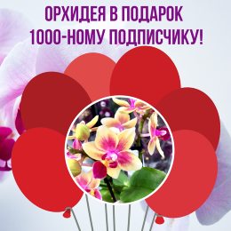 Орхидея в подарок 1000-ному подписчику в Instagram!