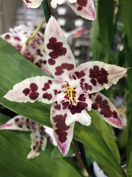 Орхидея – звездочка. Все, что вы хотели знать о гибриде Камбрия!