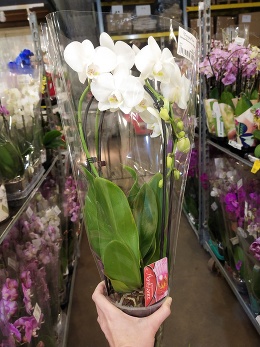 Каскадная орхидея. Как вырастить самому.