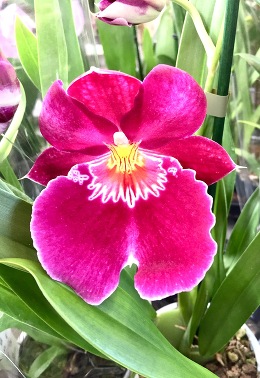 Красавица Орхидея Мильтония влюбляет с первого взгляда!