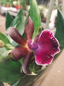 Своеобразная орхидея Зигопеталум!