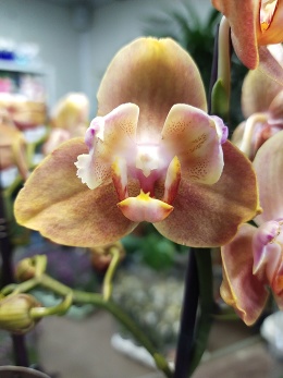 Про гибридные орхидеи и селекцию