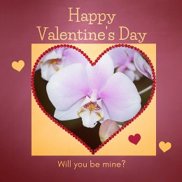 Розыгрыш орхидеи Фаленопсис на День Святого Валентина!
