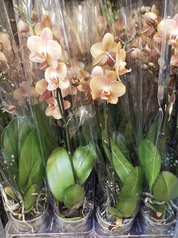 Фура орхидей к 8 марта!