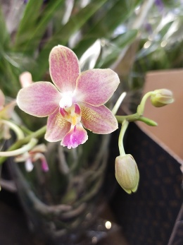 АКЦИЯ! При покупке от 5 орхидей - оптовые цены!