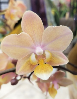 Ароматные орхидеи. Все, что вы хотели знать о «Парфюмерной фабрике».