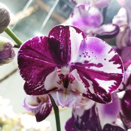 Стать обладателем орхидеи-мечты – это просто!