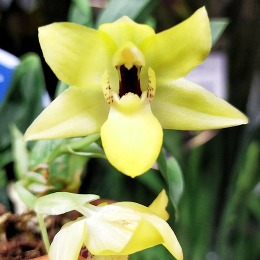 Променея Санлайт – орхидея малышка.