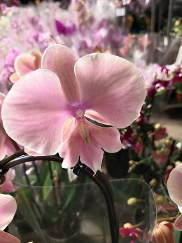 Манящая орхидея – фаленопсис Биг Лип (Big Lip)
