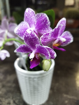 Карликовые орхидеи – шедевры в миниатюре.