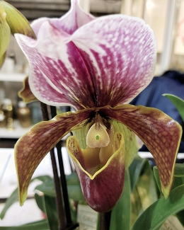 Орхидея пафиопедилум – башмачок, который потеряла богиня Венера.