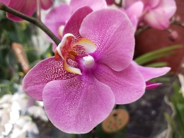 И в пир, и в мир! Орхидея Шиллериана.