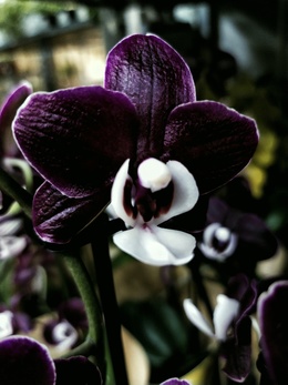 Существует ли чёрная орхидея?