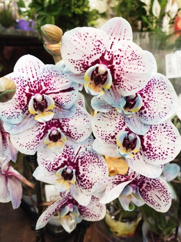 Краше орхидеи не найти! Все о крашеных орхидеях.