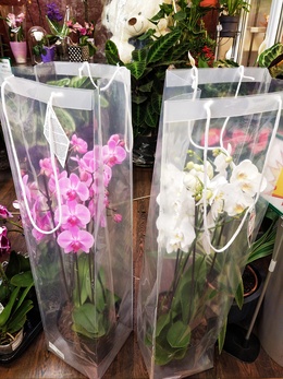 Подарочные варианты орхидей!